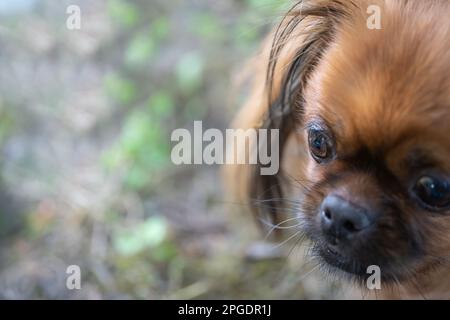 Nahaufnahme des Auges eines tibetischen Spaniels. Süßes Hundedetail. Selektiver Fokus. Stockfoto