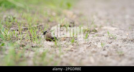 Zwei Skarabäus (Geotrupes stercorarius) Rollen den Ball auf dem Boden. Scarabaeidae. Mistkäfer. Selektiver Fokus. Stockfoto