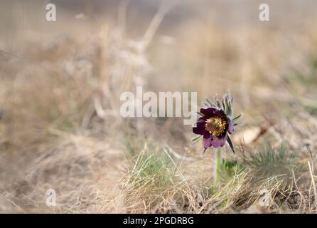 Pulsatilla blüht im Frühling auf der Wiese. Pasque-Blume an einem sonnigen Tag. Selektiver Fokus. Stockfoto