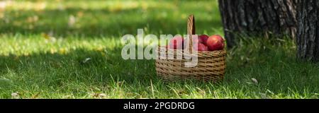 Rote frische Äpfel in Wicketkorb auf grünem Rasen mit frischem Gras, Banner, Stockbild Stockfoto