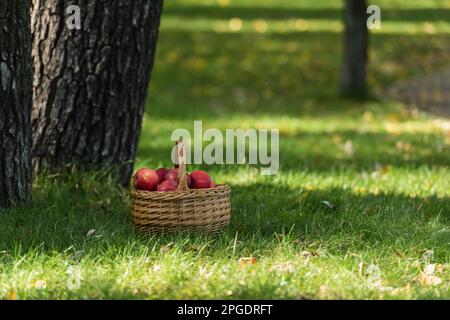 Rote frische Äpfel in Wicketkorb auf grünem Rasen in der Nähe von Bäumen, Stockbild Stockfoto