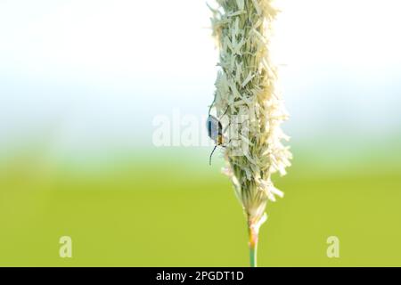 Zweifleckenkäfer ( Malachius bipustulatus ) auf einer grünen Pflanze Stockfoto