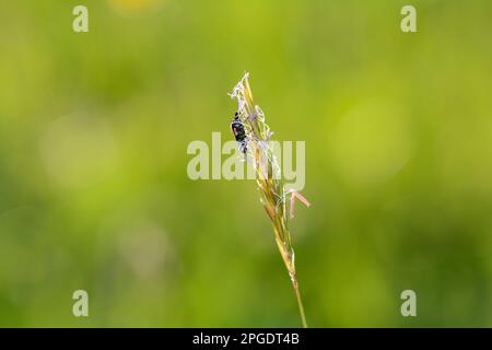 Zweifleckenkäfer ( Malachius bipustulatus ) auf einer grünen Pflanze Stockfoto