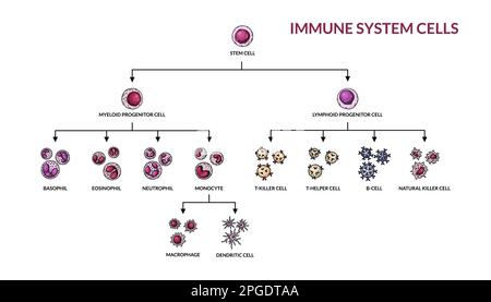 Zellen des adaptiven Immunsystems. Menschliche Zellen mit Namen. Wissenschaftlich-mikrobiologische Vektordarstellung im Skizzenstil. BLUTZELLULAERE Komponenten Stock Vektor