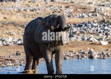 Teleaufnahmen eines afrikanischen Elefanten - Loxodonta Africana -, der aus einem Wasserloch im Etosha-Nationalpark in Namibia trinkt. Stockfoto