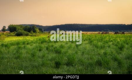 Hirsche und Pferde grasen am frühen Morgen bei Sonnenaufgang auf einem grünen Feld, mit Wald im Hintergrund, in der Nähe von Gniew, Polen Stockfoto