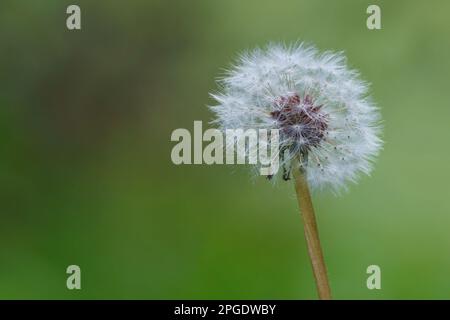 Löwenzahn im Vordergrund, der Hintergrund ist im Frühling auf dem Land nicht im Fokus Stockfoto