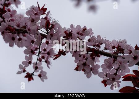 Die Zweige des Mandelbaums in Blüte mit weißen Blüten und schwarzen Blättern im Frühling Stockfoto