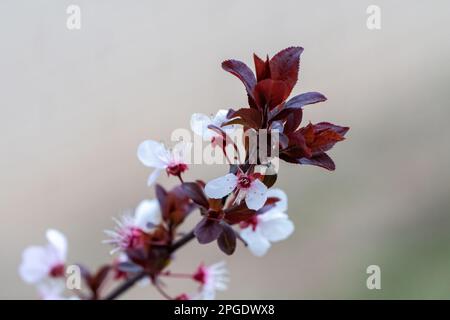 Die Zweige des Mandelbaums in Blüte mit weißen Blüten und schwarzen Blättern im Frühling Stockfoto