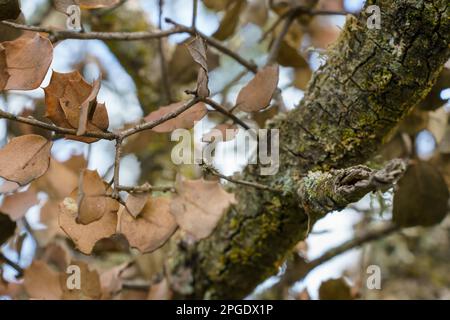 Baumzweig mit Flechten und Hintergrund ungebündelter Bäume im Herbst Stockfoto