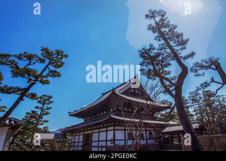 Pagode und fantastische Kiefern neben dem Kyoto Gyoen National Garden - sonniger Frühlingstag! Stockfoto