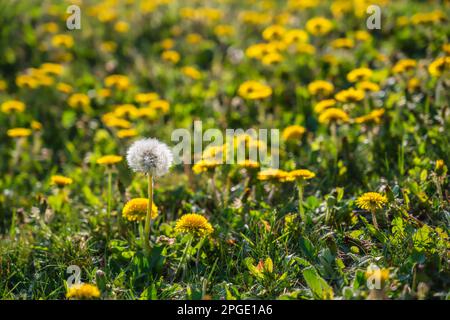 Feld mit gelben Löwenzahn und voll blühenden Löwenzahn im Frühjahr Saison Stockfoto