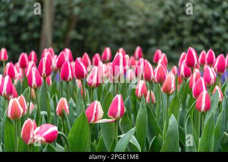 Tulpenblütenbirnenfeld im Garten, Frühling in Lisse bei Amsterdam Niederlande Stockfoto