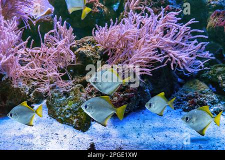 Monodactylus argenteus, Silbermoonyfisch, Silbermondbrasse, Butterbrasse, Diamantenfisch im Meeresaquarium. Tropische Fische im Ozeanariumpool mit Korallenriff Stockfoto