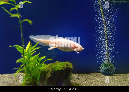 Axolotl Ambystoma mexicanum unter Wasser, im Aquarium. Mexikanischer Wanderfisch, niedliches exotisches Aquarium Haustier Stockfoto