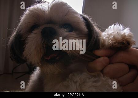 Foto eines Hundes, der einen verlängerten Leckerbissen beißt Stockfoto