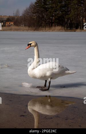 Ein weißer Schwan, der im Frühling auf dem Eis am Ufer steht Stockfoto