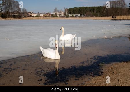 Foto von weißen Schwanen, die im Herbst auf einem See schwimmen Stockfoto