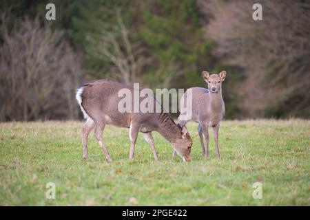 Wildes Reh, Großbritannien. Stockfoto