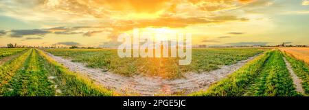 Farminenfelder bei Sonnenuntergang, Deutschland Stockfoto