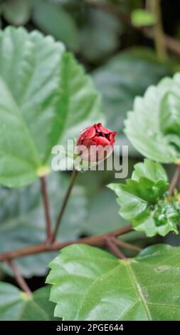 Roter Riesenknospen von Hibiscus rosa sinensis Blütenknospen, auch bekannt als chinesischer Hibiskus, Chinesische Rose, hawaiianischer Hibiskus, Rosenblüten und Schuhmangelpflanze Stockfoto
