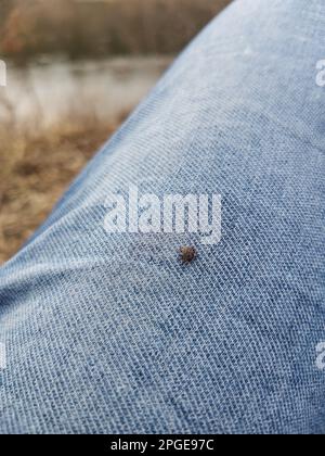 Eine kleine Hirschzecke auf der blauen Jeans, Hosenbein eines Mannes. Das Insekt ist winzig, schwarz und eine Erinnerung, eine Zeckenkontrolle durchzuführen, um Potential zu vermeiden Stockfoto