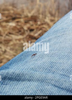 Eine kleine Hirschzecke auf der blauen Jeans, Hosenbein eines Mannes. Das Insekt ist winzig, schwarz und eine Erinnerung, eine Zeckenkontrolle durchzuführen, um Potential zu vermeiden Stockfoto