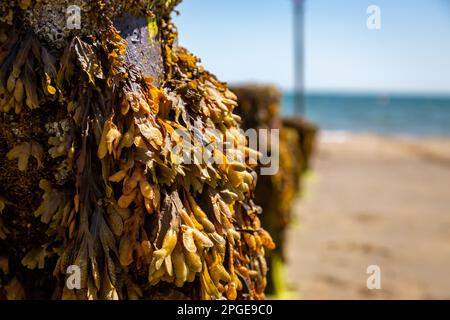 Fucus Seetang auf einer Holzgroyne auf der Isle of Wight, mit geringer Schärfentiefe Stockfoto