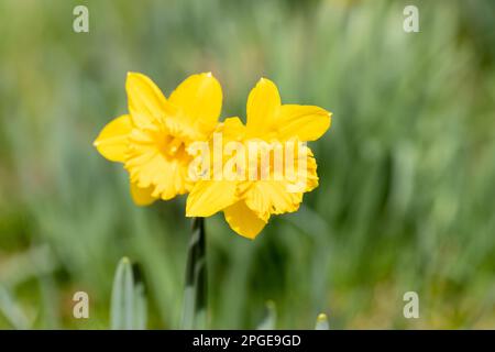 Zwei goldene Narzissen, Narzisse im Frühling. England, Großbritannien Stockfoto
