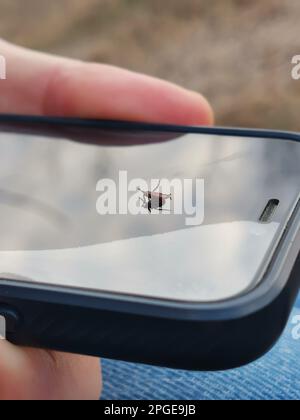 Im Frühlingswald wird das Display des Smartphones mit dem Tick Brown angezeigt. Dermacentor marginatus oder kunstvoll verzierte Schafzecke, die auf einem Glasschirm krabbeln. Stockfoto