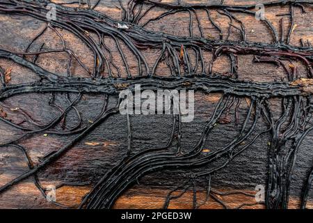 Wurzelnetz aus Efeu unter der Rinde eines gefallenen Baumes, Yorkshire, Großbritannien Stockfoto