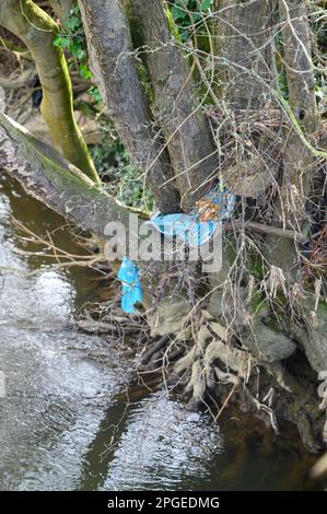 Müll, der sich in der Vegetation am Ufer eines Flusses verfangen hat. Stockfoto