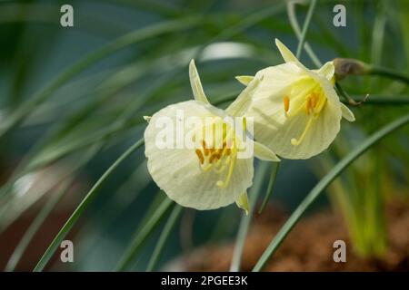 Blass, Gelb, Weiß, Narzisse, Blüten, Daffodil, Narzissen „Arctic Bells“, Zwerg, Narzissen, Blume Stockfoto