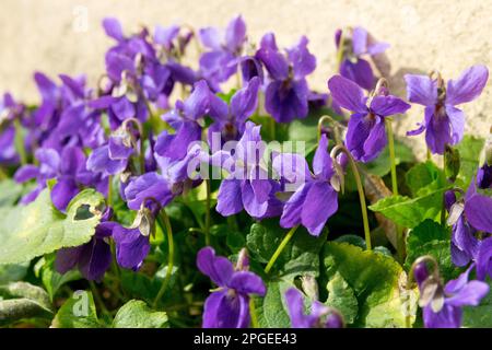 Zuerst Frühling, früh, Pflanzen, Viola odorata, Duftendes Violett, englisches Violett, Cluster, Süßes Violett Stockfoto