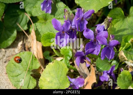 Frühling, Marienkäfer, Blatt, süßes Violett, Viola odorata, Marienkäfer, Pflanzen, englisches Violett, duftendes Violett, Gartenviolett Stockfoto