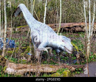 animatronisches Modell von Dromaeosaurier ein Raptor wie alle von ihnen bedeckt mit Federn im Edinburgh Zoo Hilltop Dinosaurier Display Stockfoto