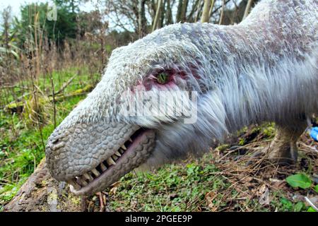 animatronisches Modell von Dromaeosaurier ein Raptor wie alle von ihnen bedeckt mit Federn im Edinburgh Zoo Hilltop Dinosaurier Display Stockfoto