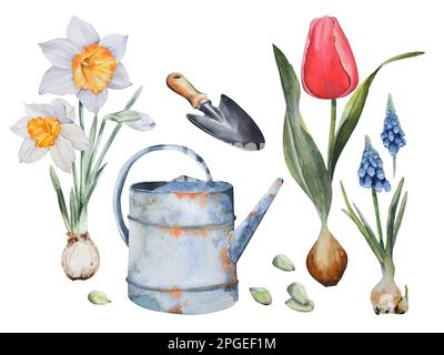 Heimgärtnerset. Gießkanne, Schaufel, Blumenkerne, Frühlingsblumen, Narzissen, Tulpen, Muscari. Hand in Aquarell auf weißem Hintergrund. Logo, Karte Stockfoto