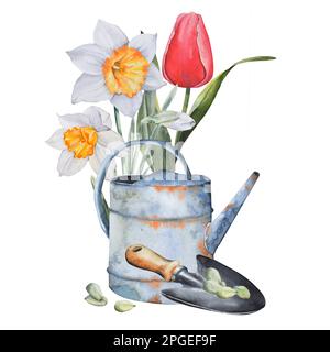 Heimgärtnerset. Gießkanne, Schaufel, Blumenkerne, Frühlingsblumen, Narzissen, Tulpen. Hand in Aquarell auf weißem Hintergrund. Zum Drucken Stockfoto