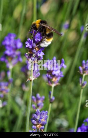 Hummel auf Lavendel, Makroaufnahme Stockfoto