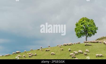 Ein Schaf auf einem Hügel mit einem Baum und bewölktem Hintergrund Stockfoto