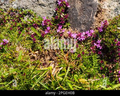 Wild Thyme, Thymus polytrichus, blühend im Schutz der Felsen auf Dartmoor, Devon, Großbritannien Stockfoto