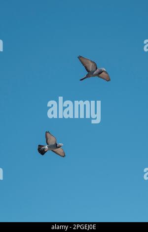 Eine Schar von Brieftauben, die vor dem Hintergrund eines hellen, blauen Himmels fliegen Stockfoto