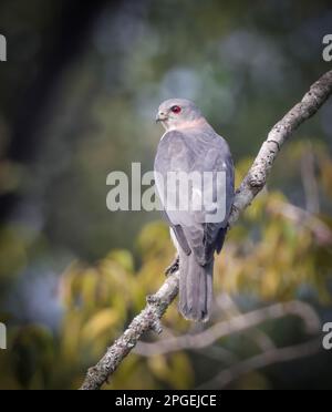 Die shikra ist ein kleiner Greifvogel in der Familie Accipitridae in Asien und Afrika, wo es auch die kleinen gebändert Namens gefunden verteilt Stockfoto