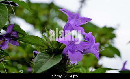 Landschaft der Blumen von Barleria cristata auch bekannt als Philippine Violet, Bluebell barleria, Crested Philippine Violet, Purple Angel, Shooting Star Stockfoto