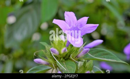 Landschaft der Blumen von Barleria cristata auch bekannt als Philippine Violet, Bluebell barleria, Crested Philippine Violet, Purple Angel, Shooting Star Stockfoto