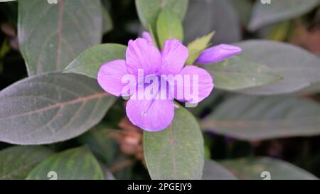 Landschaft der Blumen von Barleria cristata auch bekannt als Philippine Violet, Bluebell barleria, Crested Philippine Violet, Purple Angel, Shooting Star Stockfoto