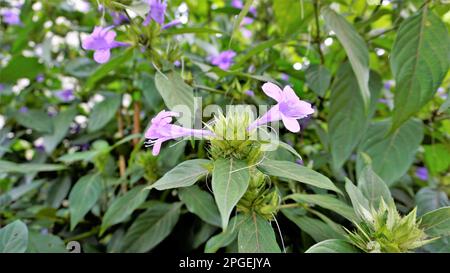 Landschaft der Blumen von Barleria cristata auch bekannt als Philippine Violet, Bluebell barleria, Crested Philippine Violet, Purple Angel, Shooting Star Stockfoto