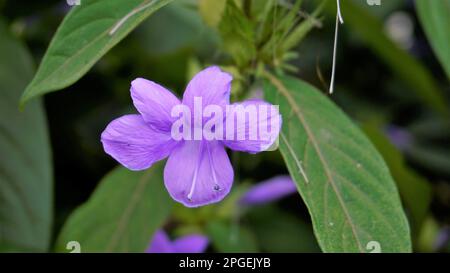 Landschaft der Blumen von Barleria cristata auch bekannt als Philippine Violet, Bluebell barleria, Crested Philippine Violet, Purple Angel, Shooting Star Stockfoto