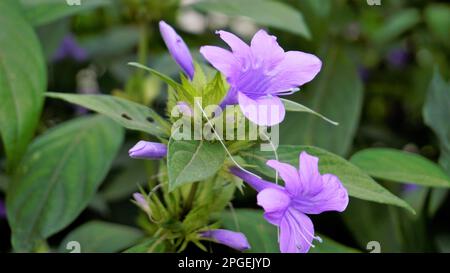 Landschaft der Blumen von Barleria cristata auch bekannt als Philippine Violet, Bluebell barleria, Crested Philippine Violet, Purple Angel, Shooting Star Stockfoto